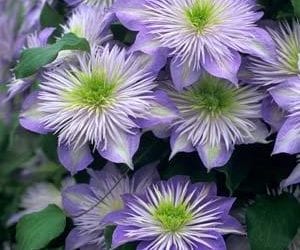 CLEMATIS 'Crystal Fountain'