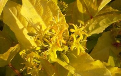 Diervilla rivularis 'Honeybee' ®