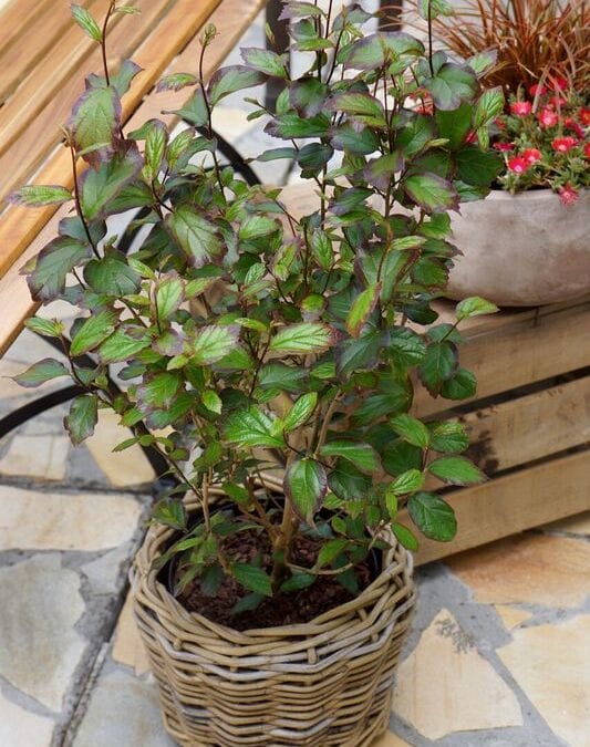 Parrotia persica 'Persian Spire'®