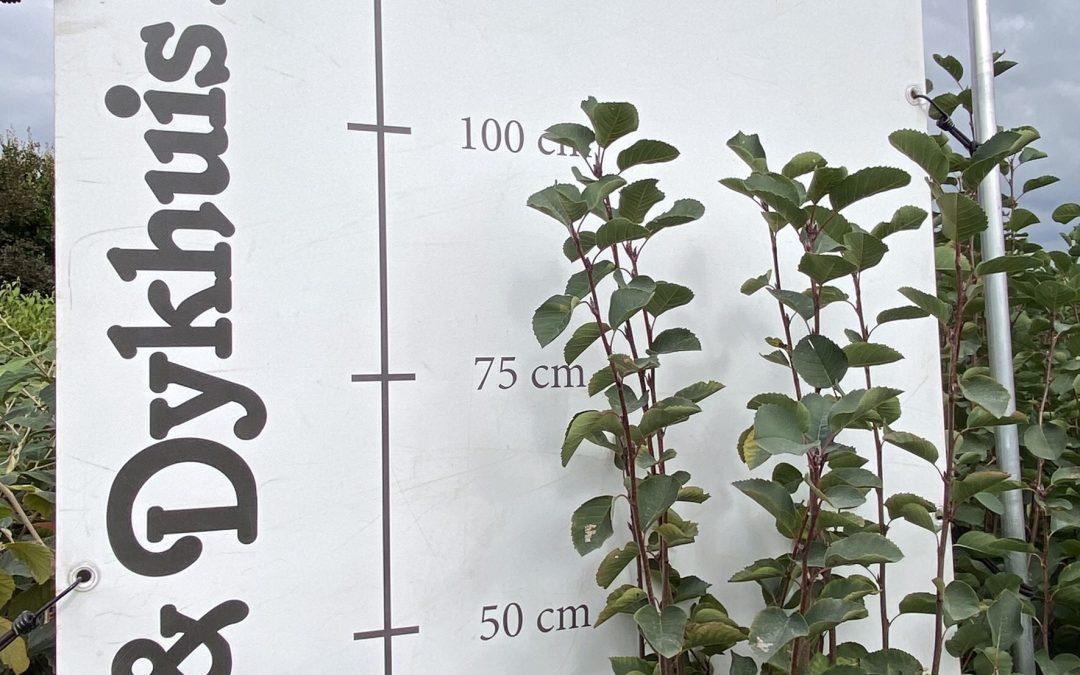 Amelanchier alnifolia ‚Honeywood‘