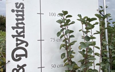 Amelanchier alnifolia ‘Honeywood’