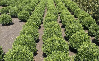 Ilex crenata 'Caroline Upright'