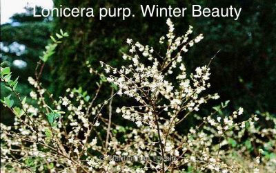 Lonicera purpusii ‘Winter Beauty’