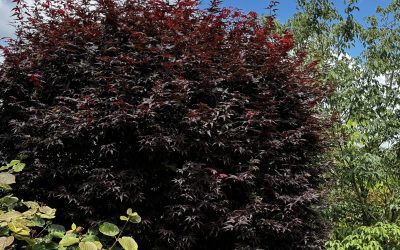 Acer pal. ‘Twombly’s Red Sentinel’